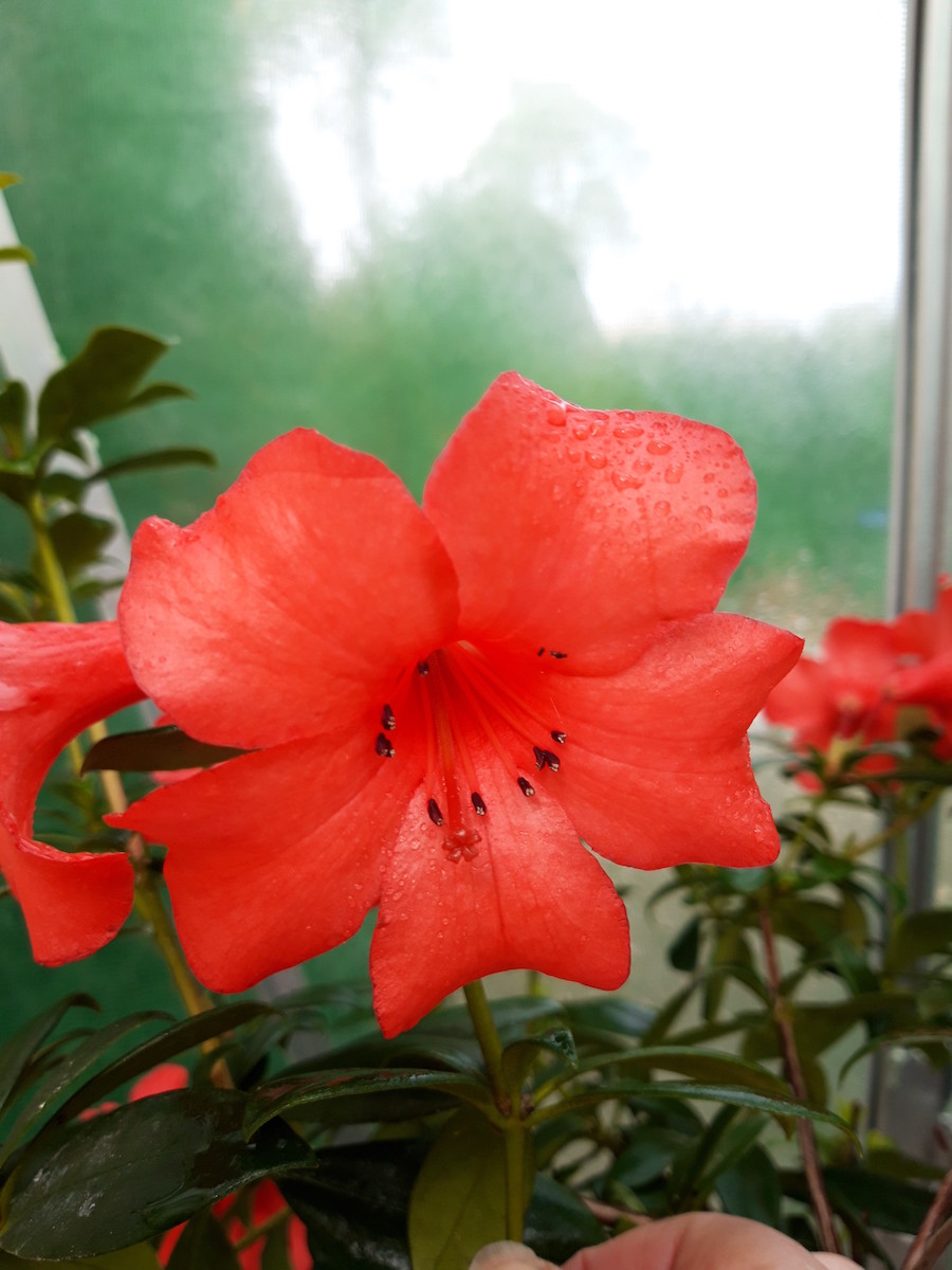 R.Charming Valentino Vireya)